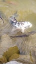 Ã°Å¸Å½Â fish water rocks swimm tail Royalty Free Stock Photo